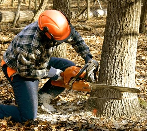 Tree Removal in Zenia, CA